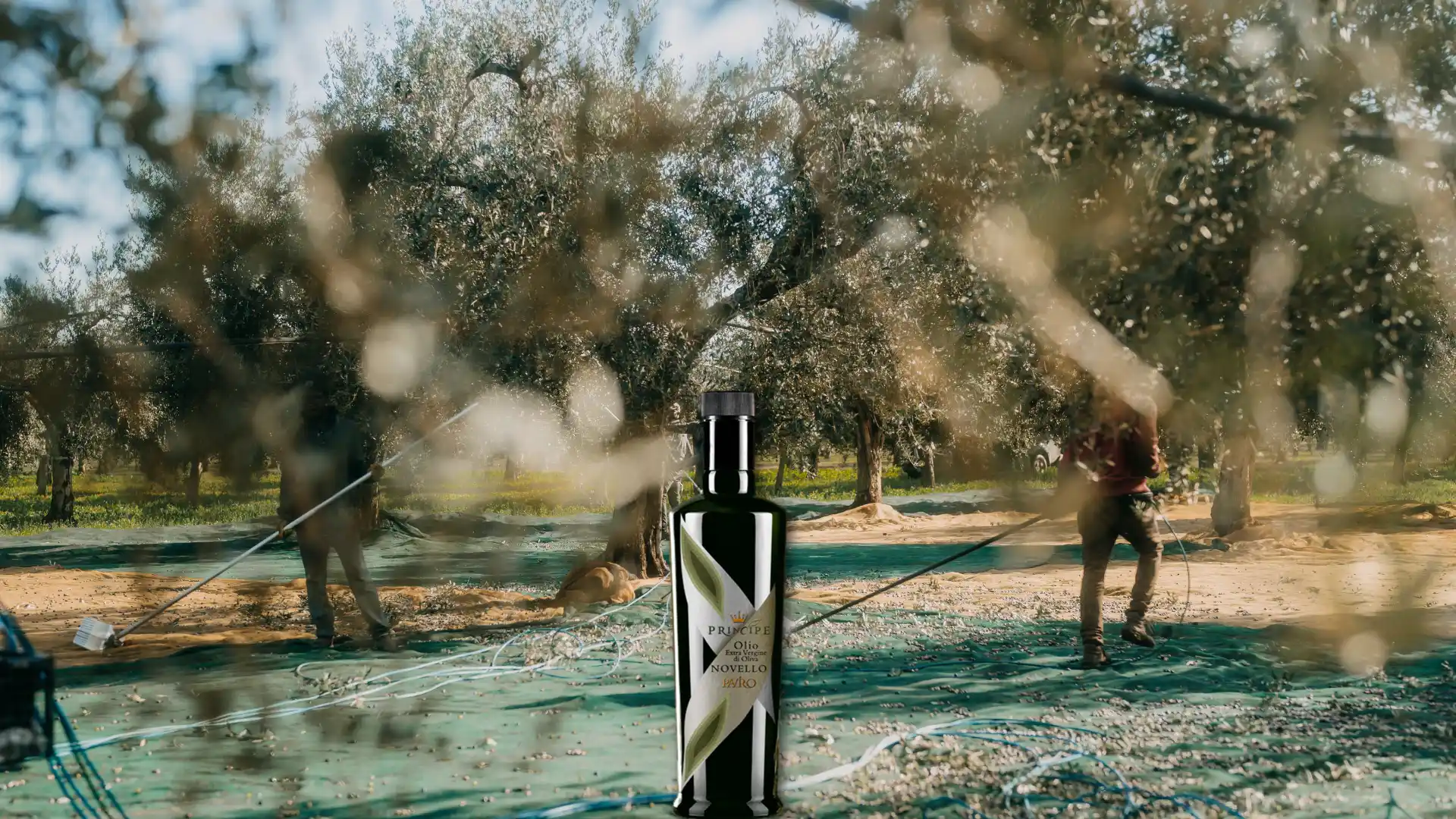Olio Novello O Filtrato – Scopri Le Differenze E Quale Scegliere Olio Novello o Filtrato? Scopri le Differenze e quale Scegliere